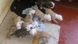 Se vende 8 cachorros de raza pitbull