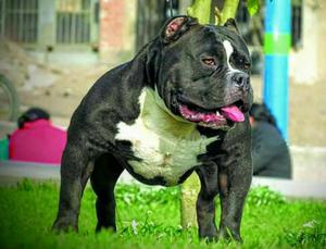 Servicio de Monta American Bully