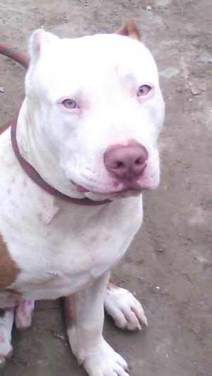 Vendo Gran Perro Pitbull Ocacion