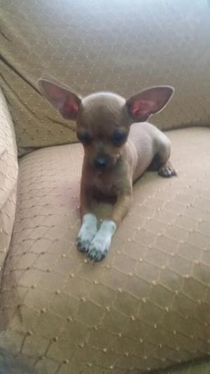 Vendo Hermosa Cachorrita Chihuahua