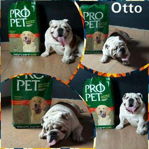 Alimento Premium pro Pet