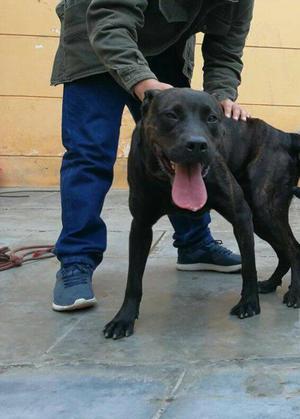 CACHORROS PRESA CANARIO