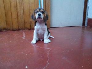 Cachorro Beagle