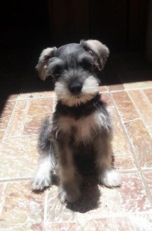 Cachorro Schnauzer puro