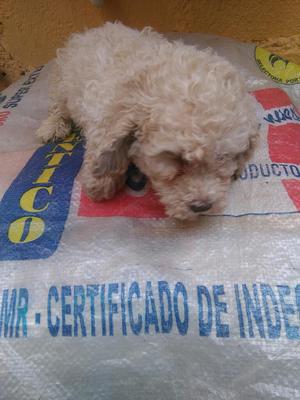 Cachorro poodle toy blanco