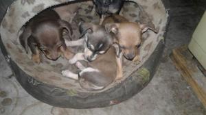 Chihuahuas Toy