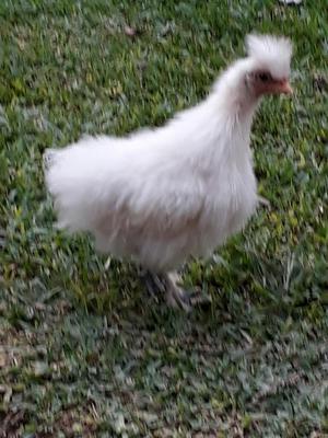 Gallinas Sedosas