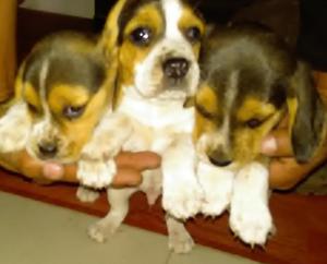 HERMOSOS CACHORROS BEAGLE