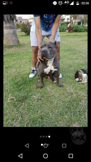 Vendo American Bully 10 Meses