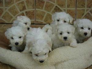 BICHON FRISE CACHORROS