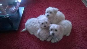 BICHON FRISE HEMBRITAS Y MACHITOS