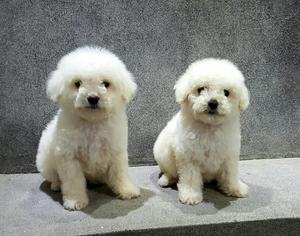 Bichon Frise Peluches