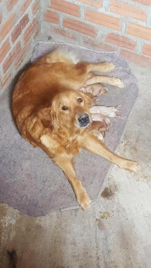 Cachorros Golden Retriever