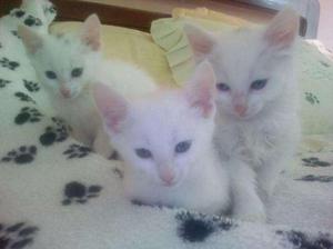 GATO ANGORA BELLOS