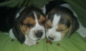 Hermosos Cachorros Beagle