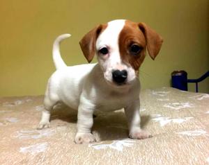 Jack Russell Padres Full Pedigree