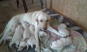 LABRADOR IDEAL MASCOTA CACHORROS