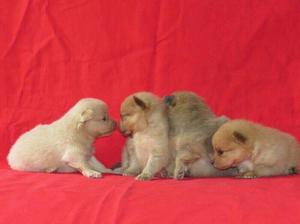 POMERANIA ADORABLES CACHORROS