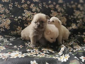 POMERANIA LINDOS CACHORRITOS