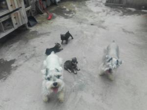 Se Vende Cachorros Schnauzer