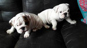 Se Venden Cachorros Buldog