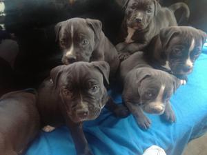 Vendo ♥ Cachorros American Bully ♥