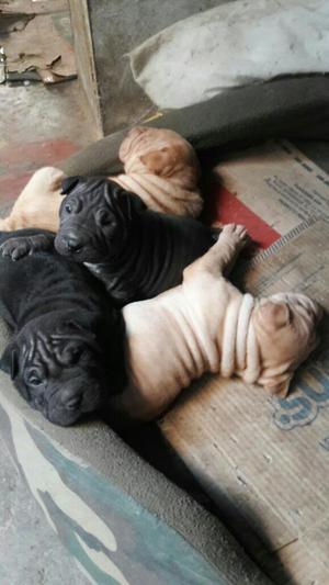 Venta de Cachorros Shar Pei Jsm