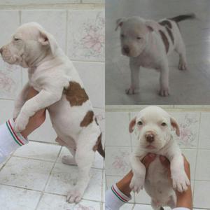 cachorros pitbull