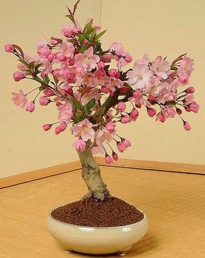 Semillas de Sakura bonsai 20 unidades