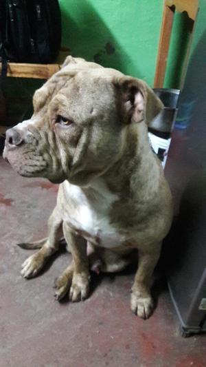 American Bully Servicio de Monta