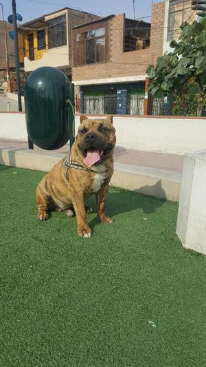 American Bully Servicio de Monta