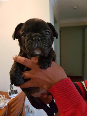 Bulldog Frances Hermosas Cachorras