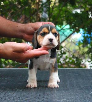 Cachorra Beagle Disponible