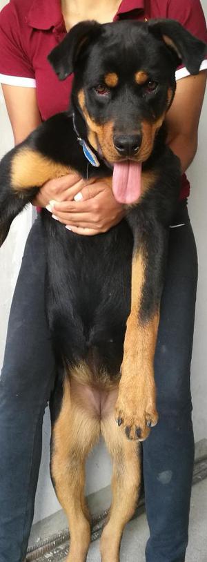 Cachorra Rotweiler