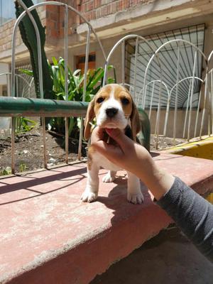 Cachorras Beagle