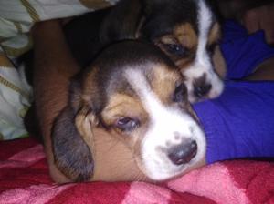 Cachorros Beagles Tricolor Hermosos