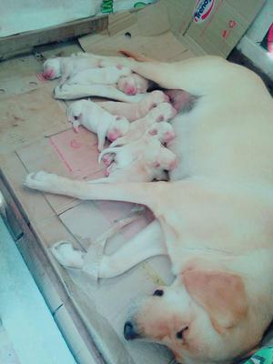 Cachorros labradores