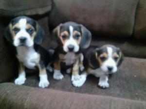 Finos Beagle Tricolor Fotos Reales