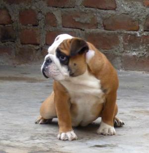 Hermosa Cachorra Bulldog Ingles