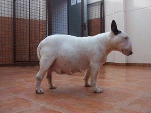 Impresionantes Bull Terrier Blancos