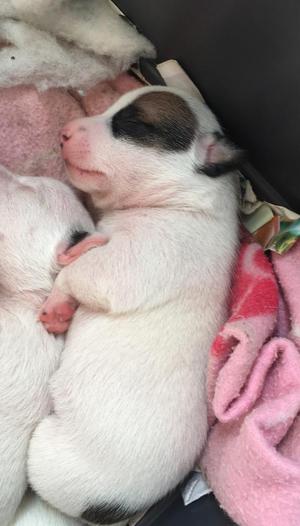 Jack Russell Terrier Cachorros