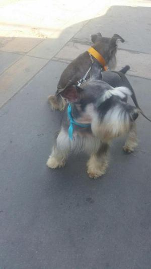 PERROS SCHNAUZER