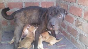 Perritos Sharpei