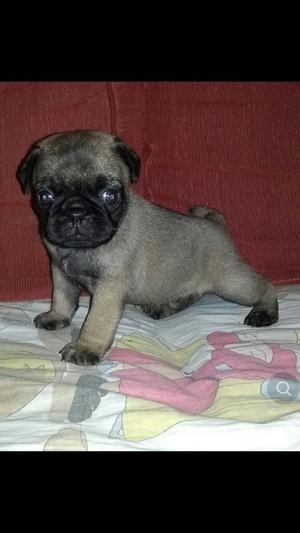 Pug Carlino