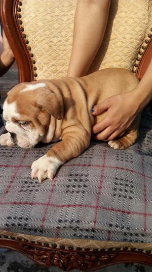 Remato Bulldog Ingles 2 Meses.