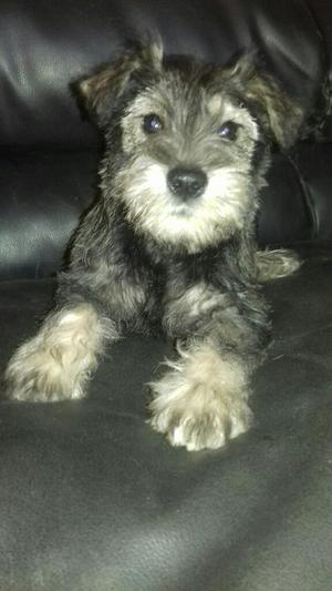 Schnauzer