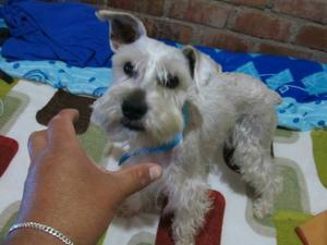 Servicio de Monta Schnauzer