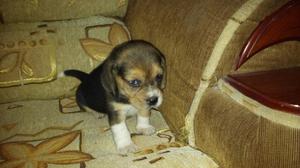 Vendo Hermosos Cachorros Beagle Tri Colo