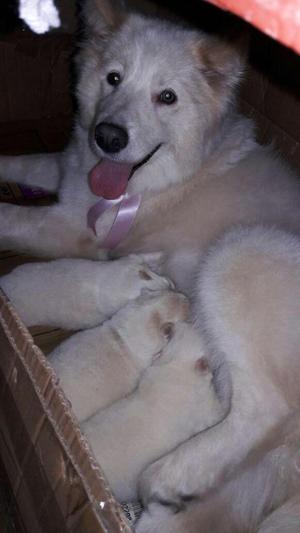 vendo cachorros samoyedos,puros