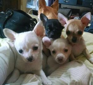 CACHORROS CHIHUAHUAS VACUNADOS